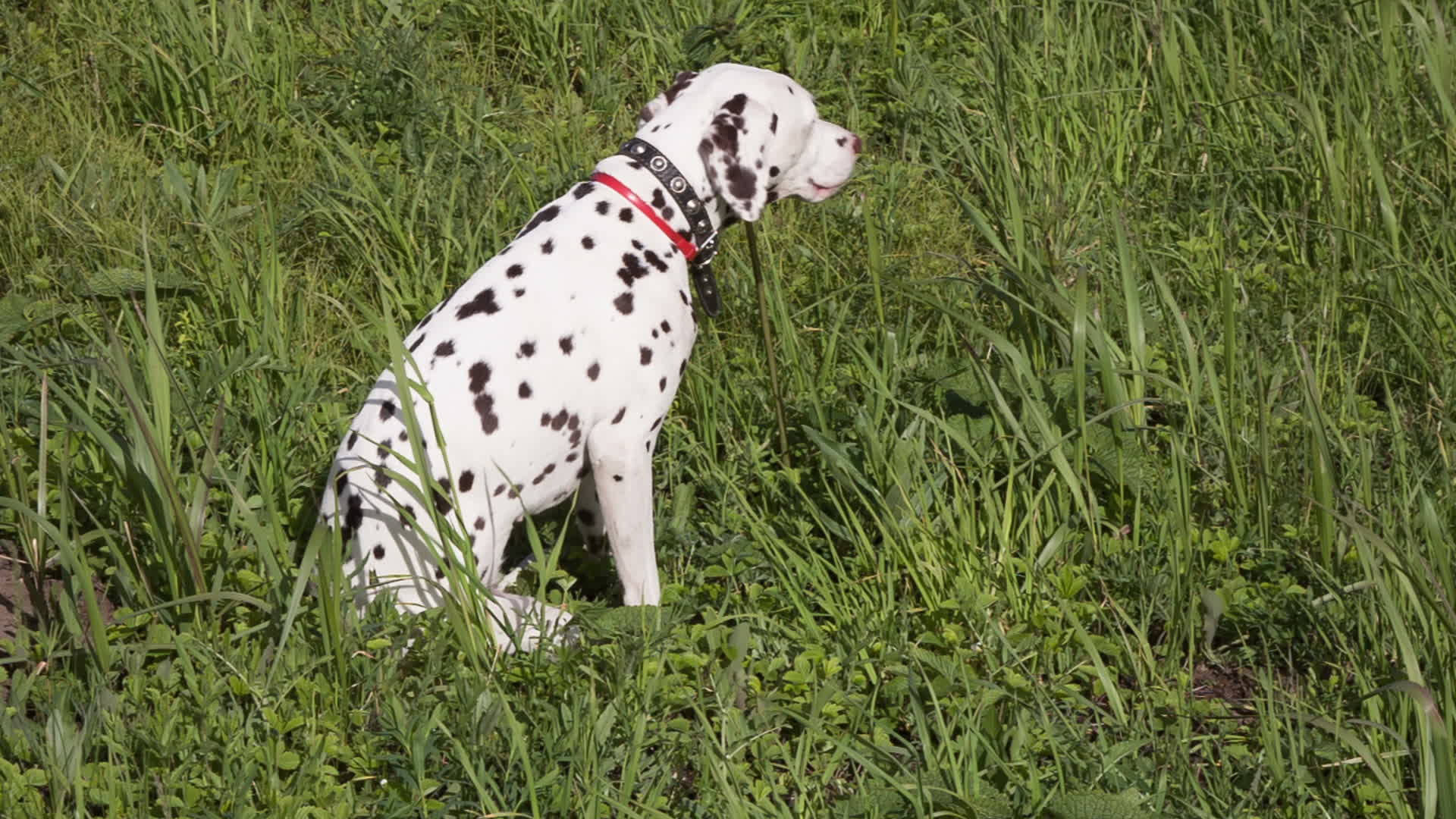 Dalmatian Dog In Martingale Collar