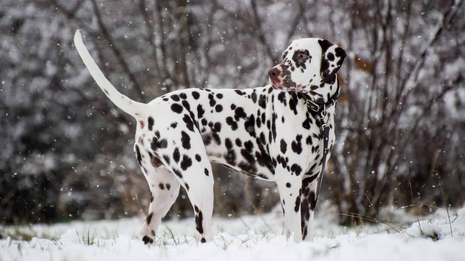 Dalmatian Dog In Winter
