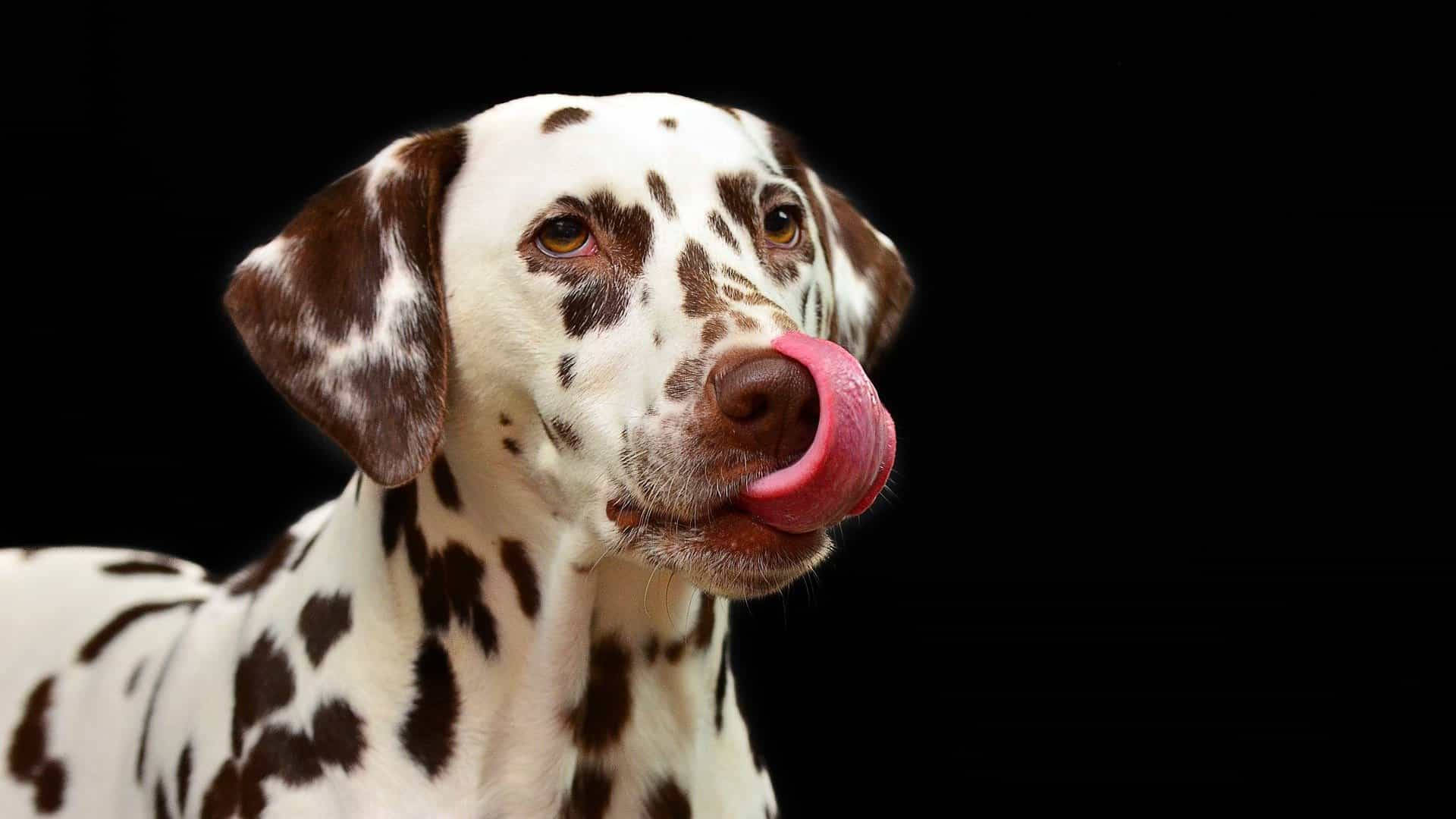 Dalmatian Dog Licking