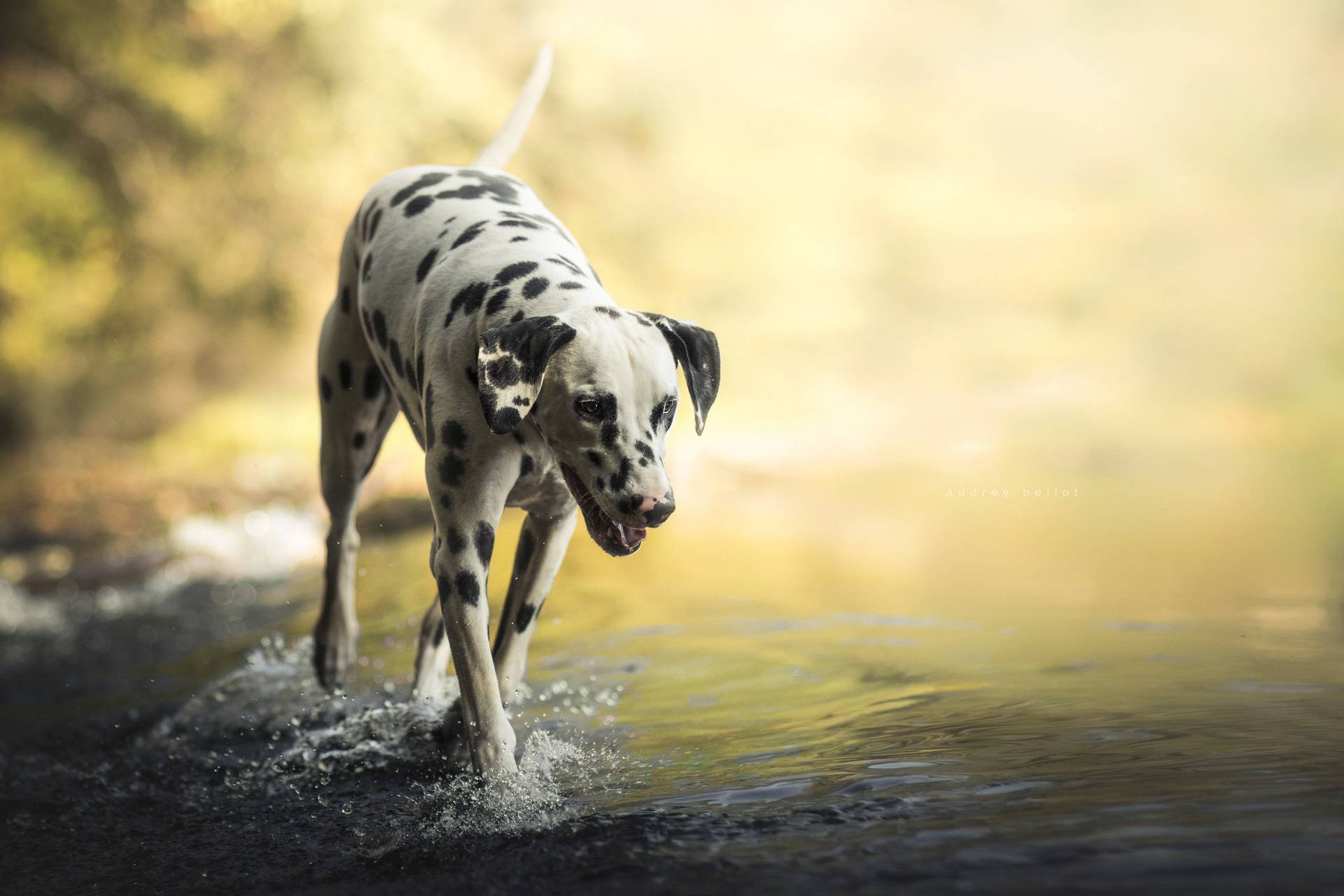 Dalmatian Dog Photo Shot