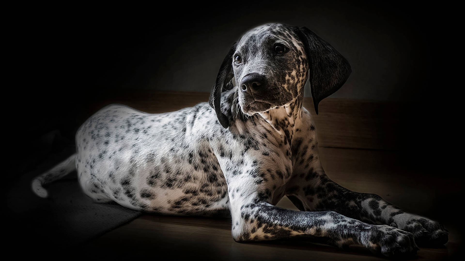 Dalmatian Dog Photography