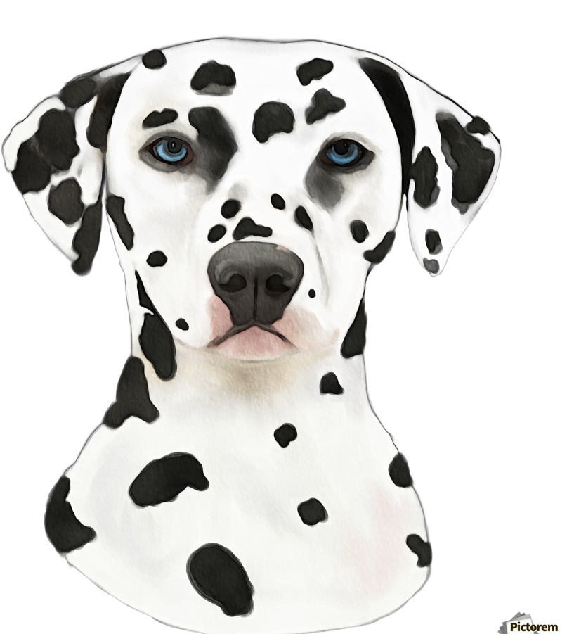 Download Dalmatian Dog Portrait | Wallpapers.com