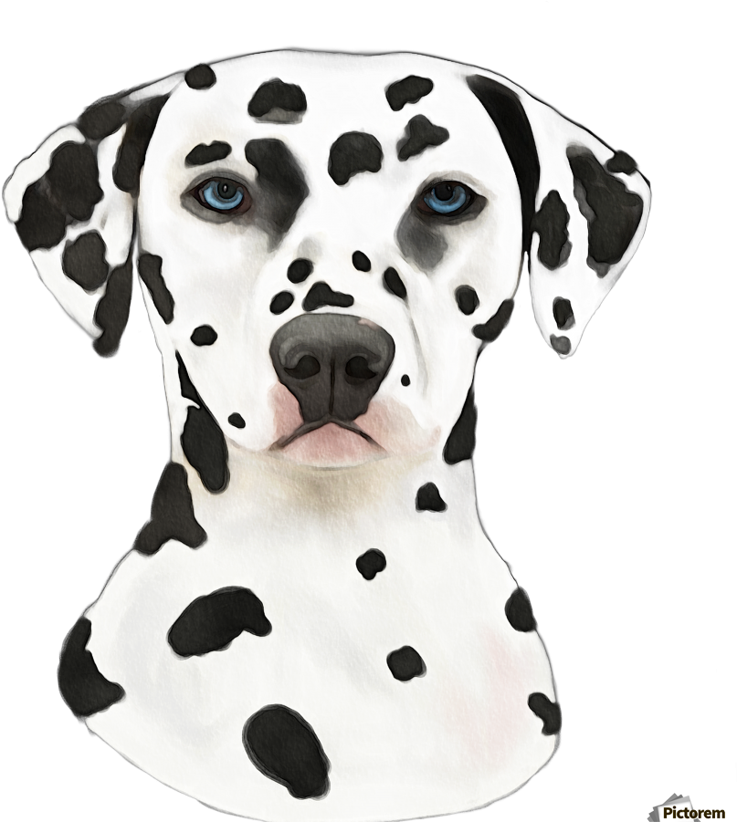 Dalmatian Dog Portrait PNG