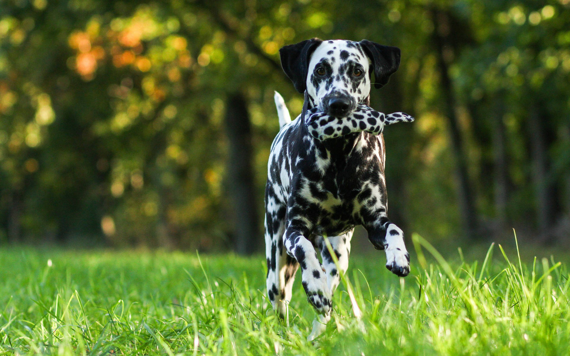 Dog wallpaper of adult dalmatian running on grass