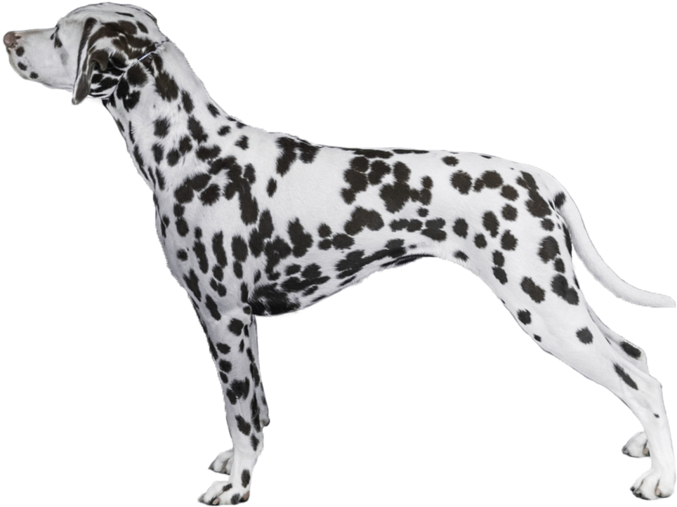 Dalmatian Dog Standing Profile PNG