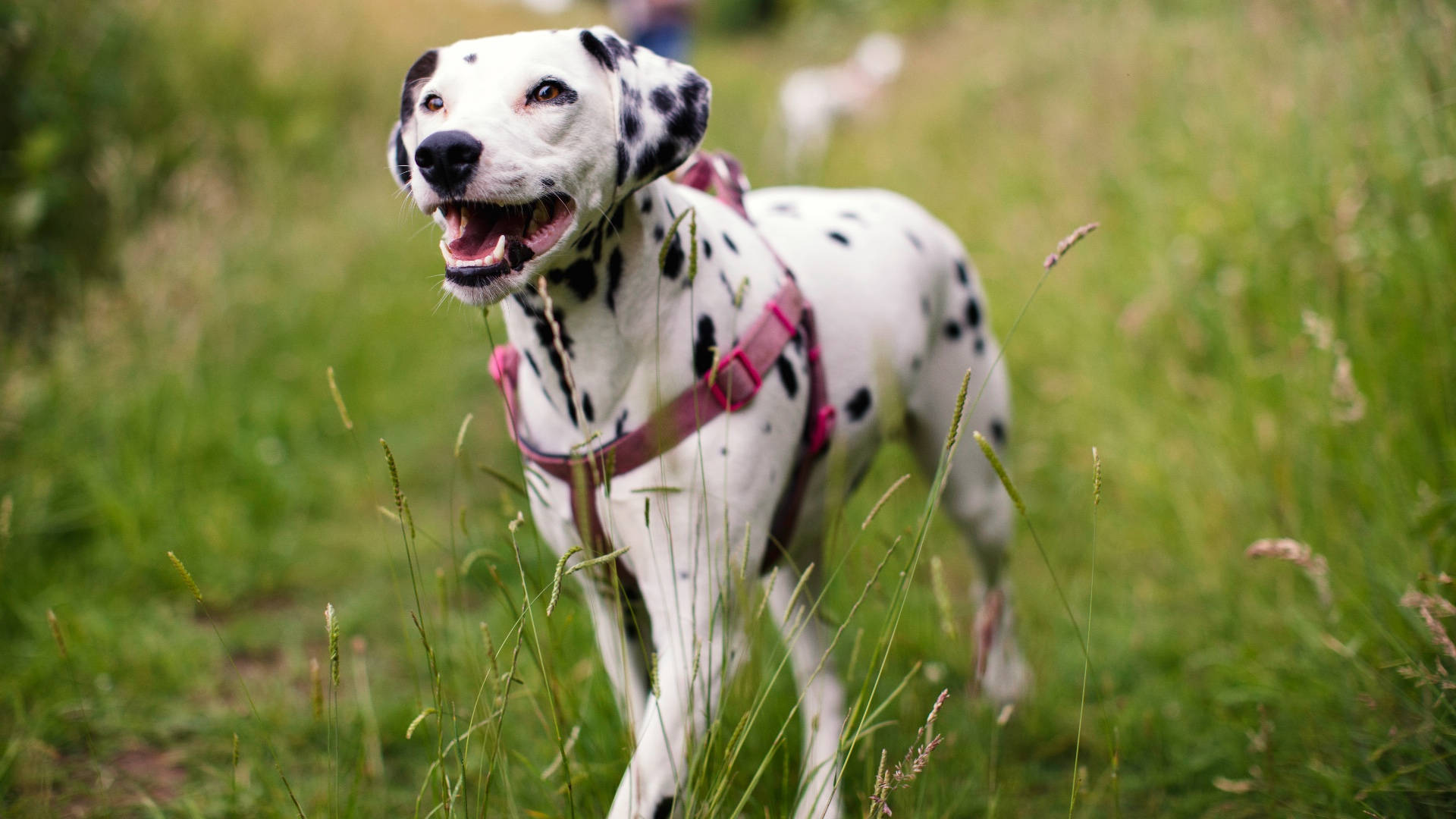 Dalmatian Dog With Pink Collar