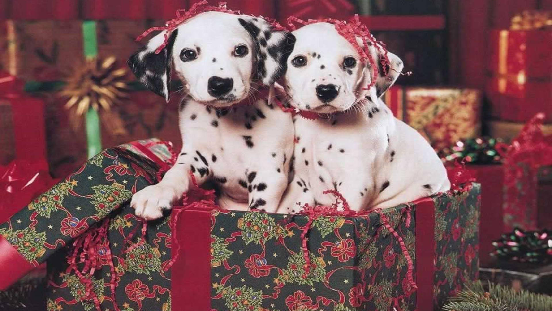 Dalmatian Dogs In Christmas Gift Box