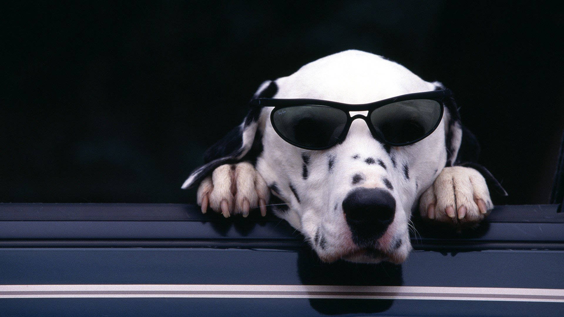 Dalmatian In Sunglasses