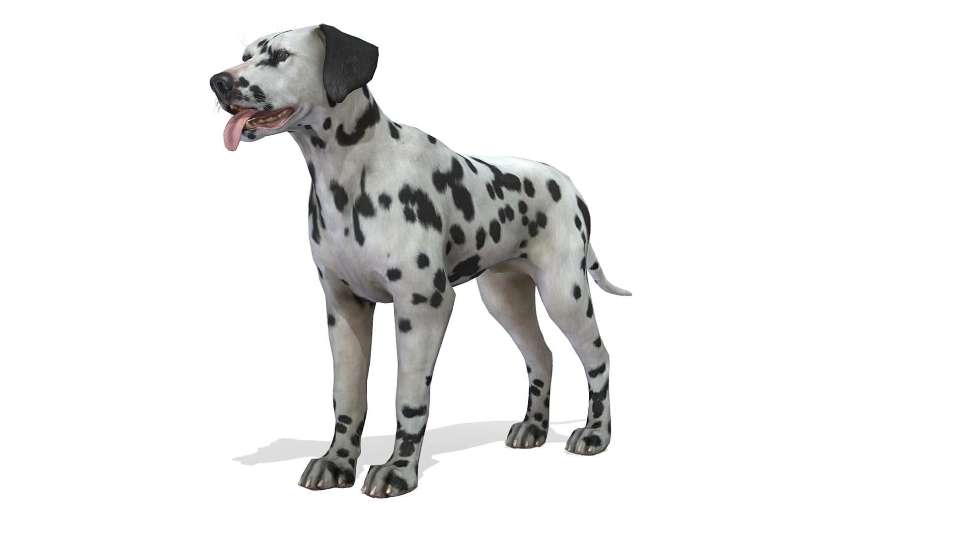 "Black and White Spotted Dog"