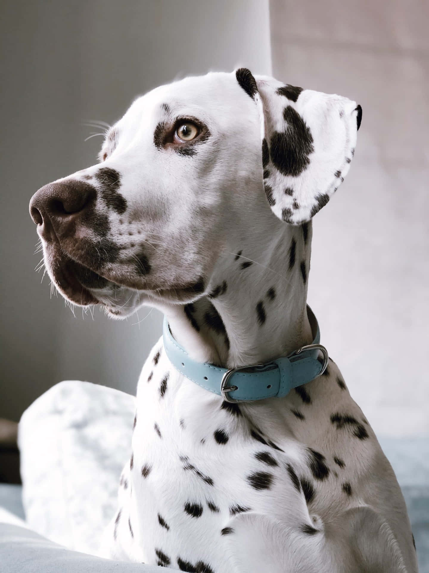 A Dalmatian Dog Is Sitting On A Bed