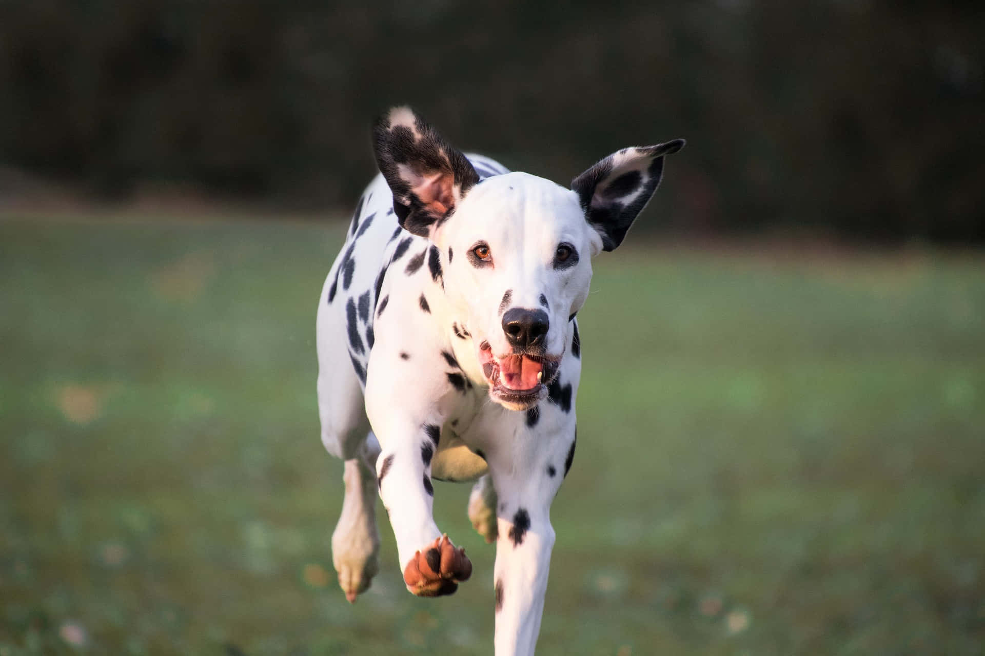 Friendly Dalmatian looking for a new home