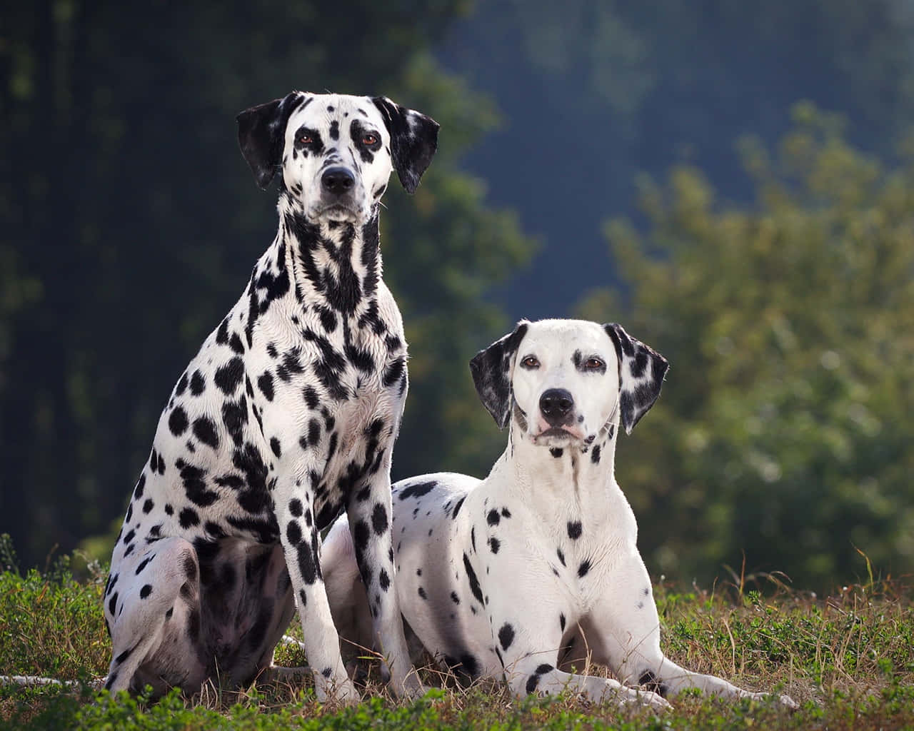 Two Dalmatian Dogs Sitting In The Grass