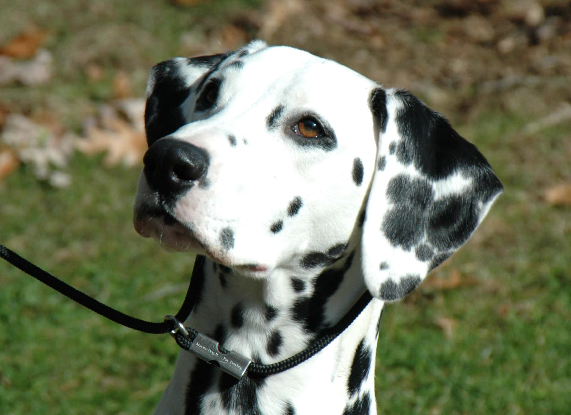 This beautiful dalmatian pup enjoys a sunny day