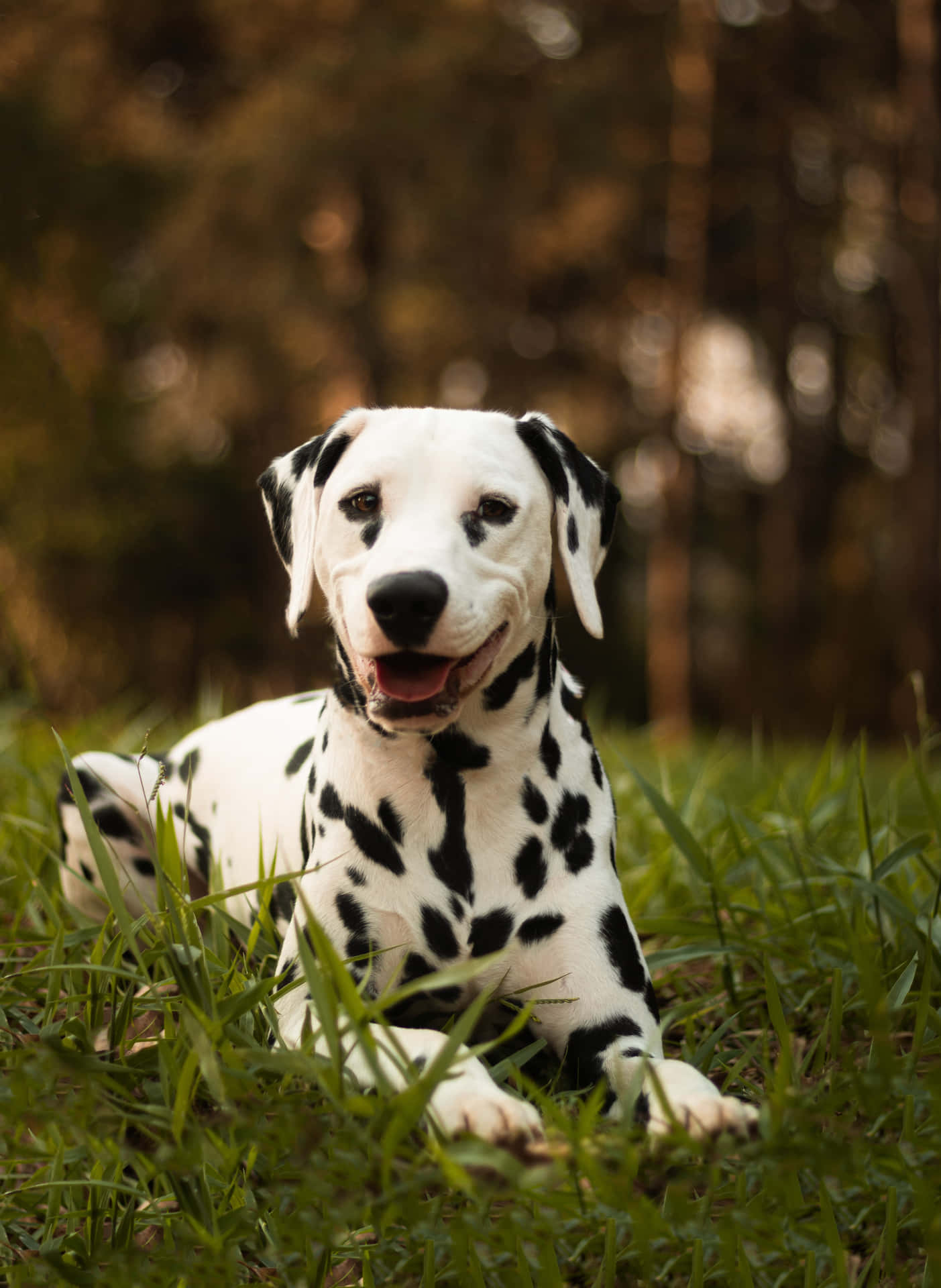 Playful Dalmatian Puppy
