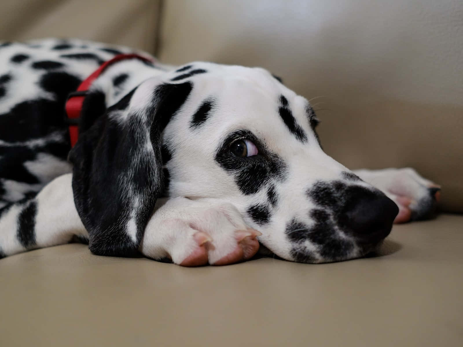 An adorable Dalmatian puppy ready for its daily adventure