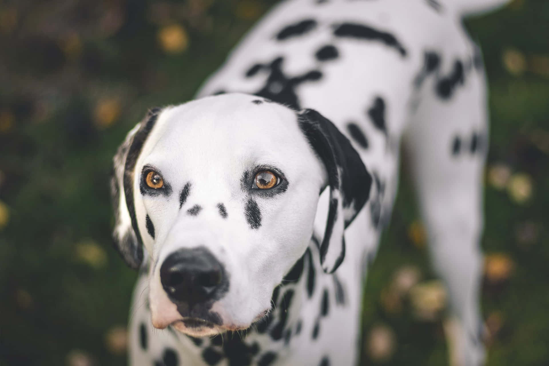 A Dalmatian puppy enjoying a sunny day in the park.