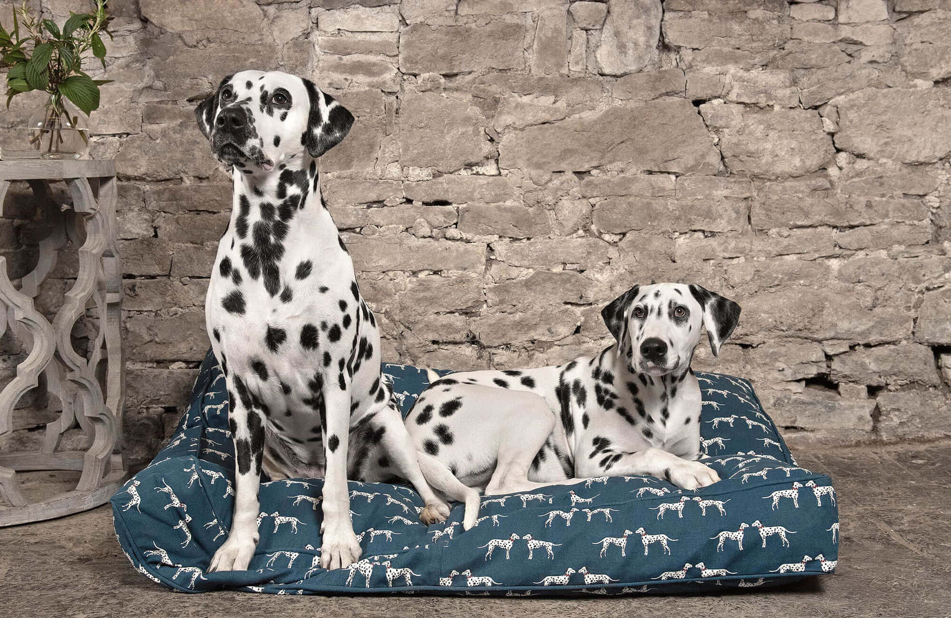 A beautiful black and white spotted Dalmatian looking for a home