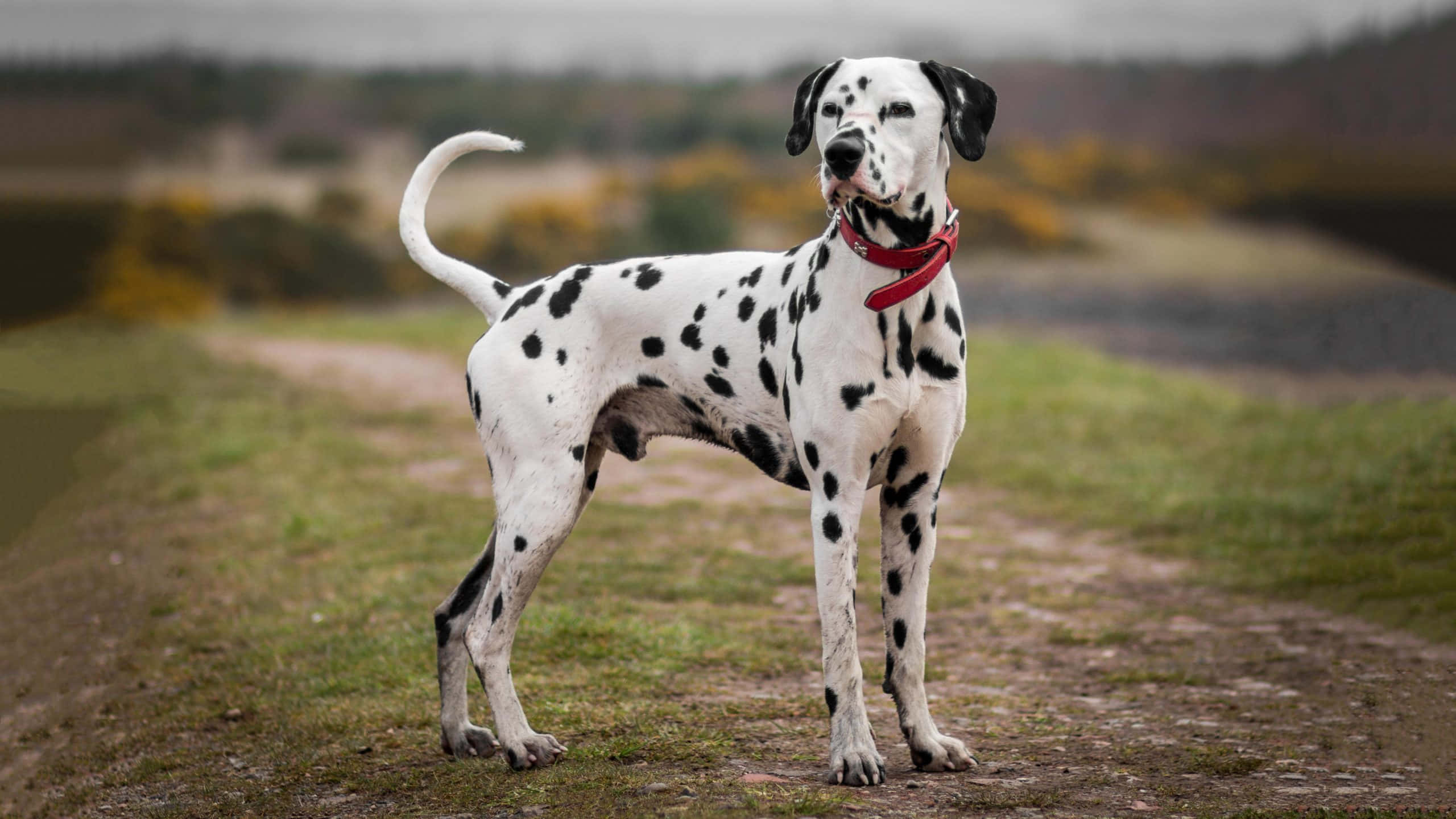 Bold and Brave - A Dalmatian Dog in All Its Splendor