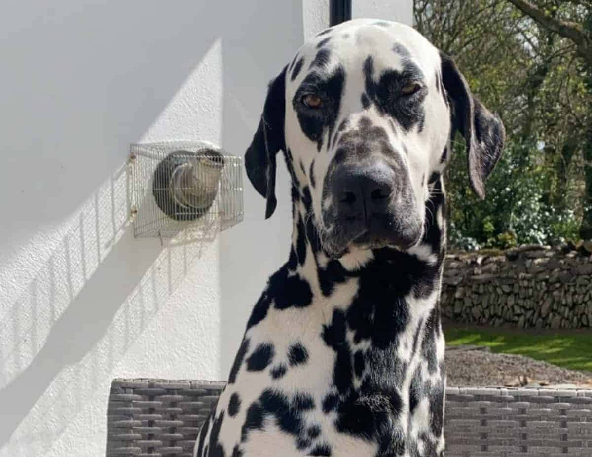 A curious and friendly Dalmatian pup that loves cuddles.