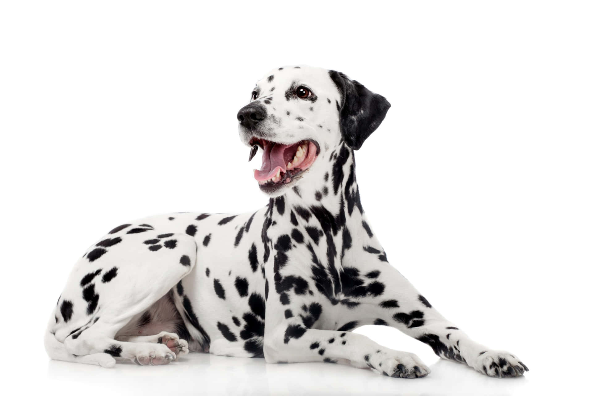 Cute Dalmatian Pup