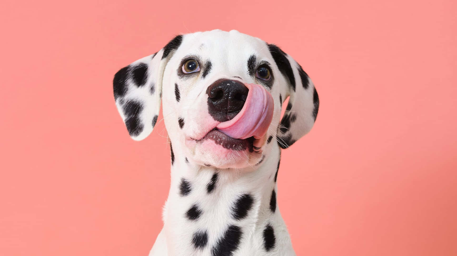 Beautiful Dalmatian with White Fur, Red Spots