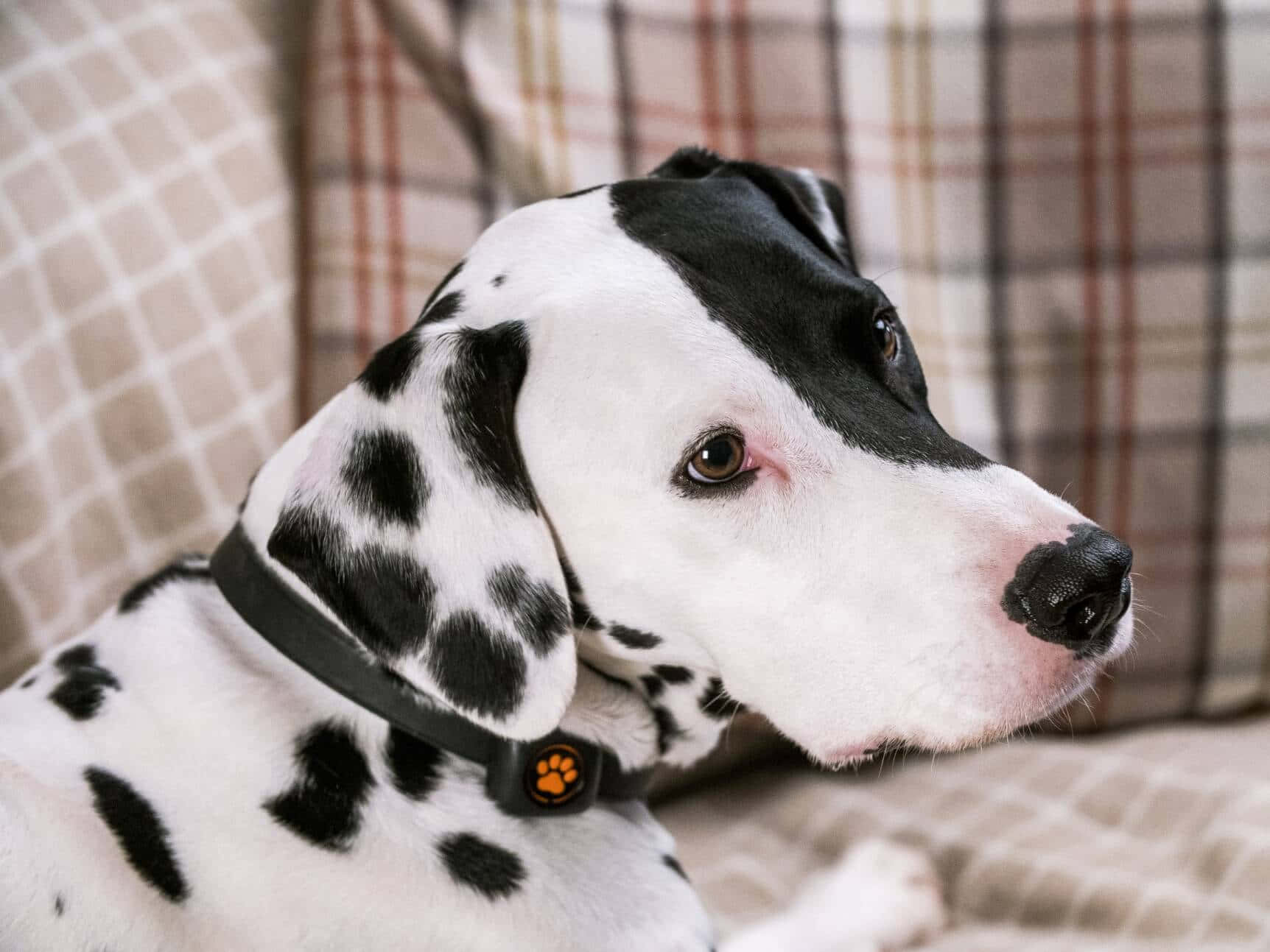 A Dalmatian Dog With His Head Tilted