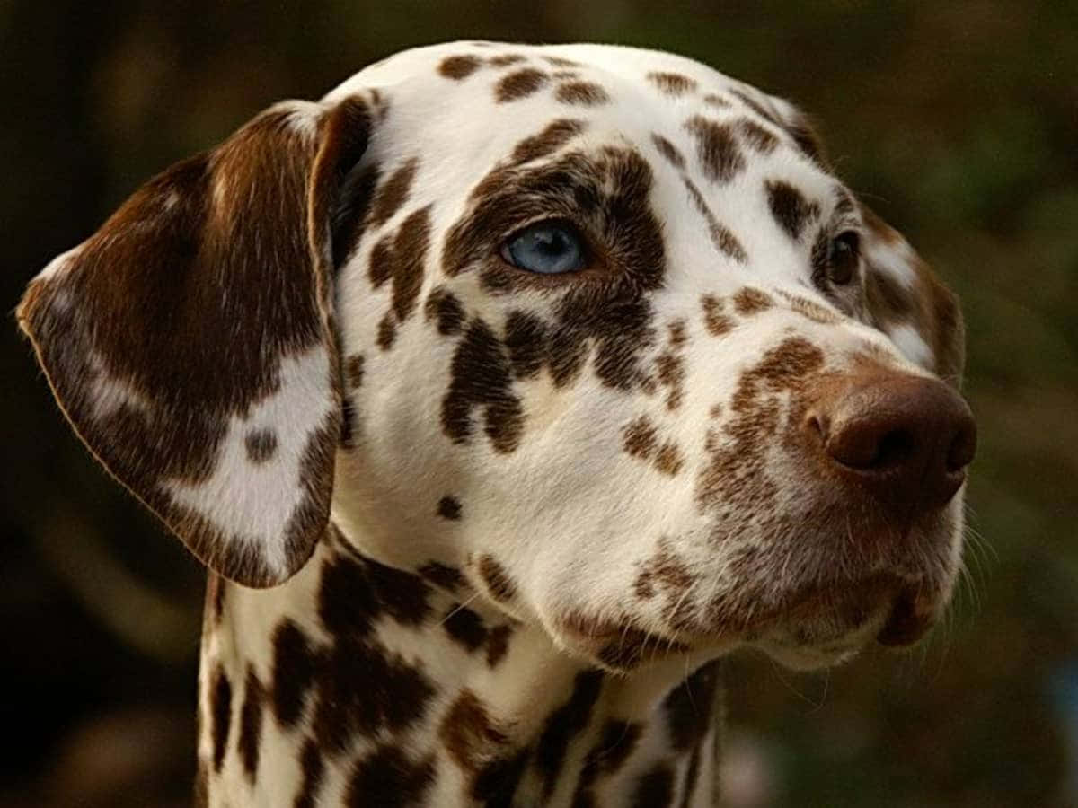 An adorable Dalmatian pup looking inquisitively into the camera