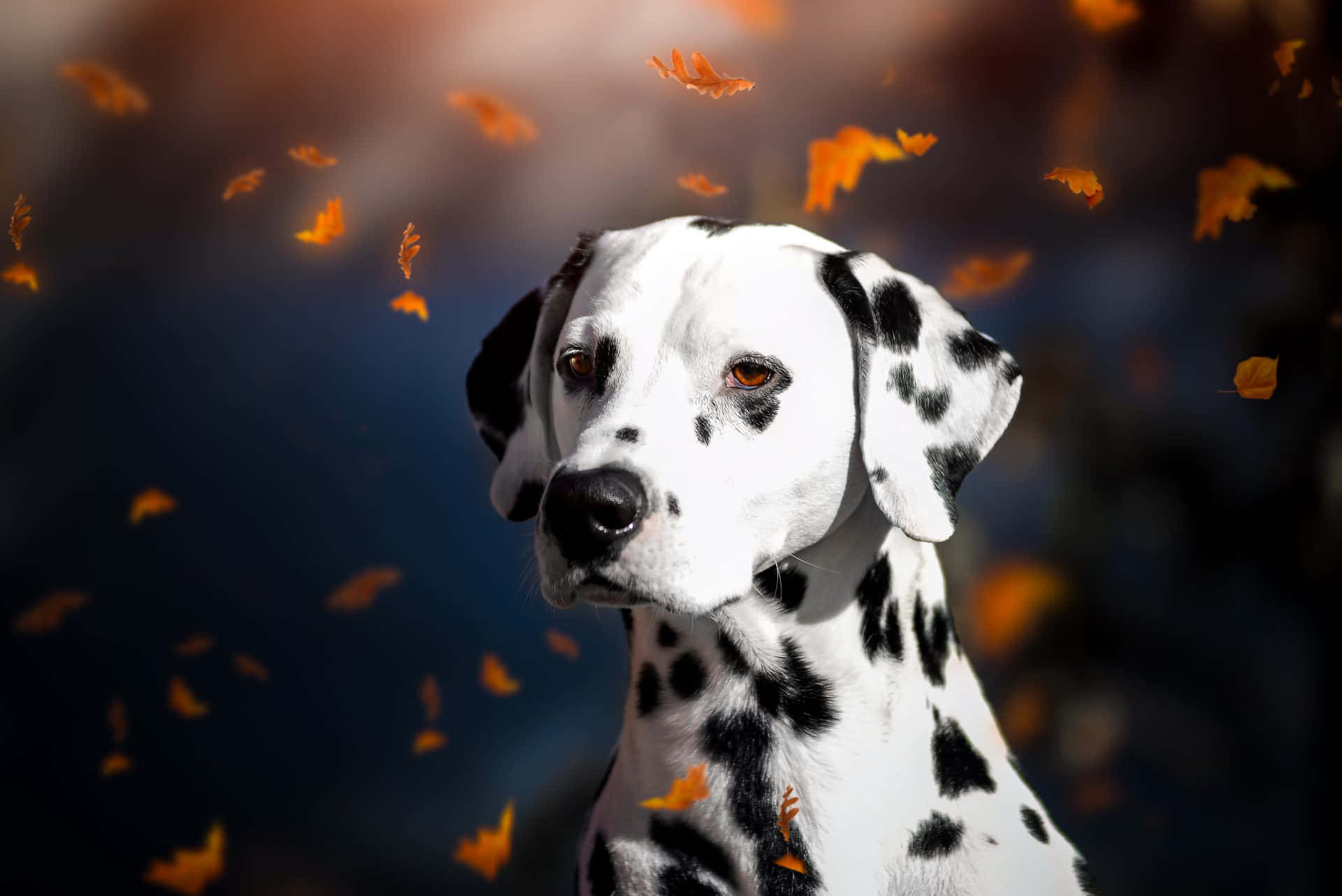 A Dalmatian Dog Is Standing In The Background With Leaves