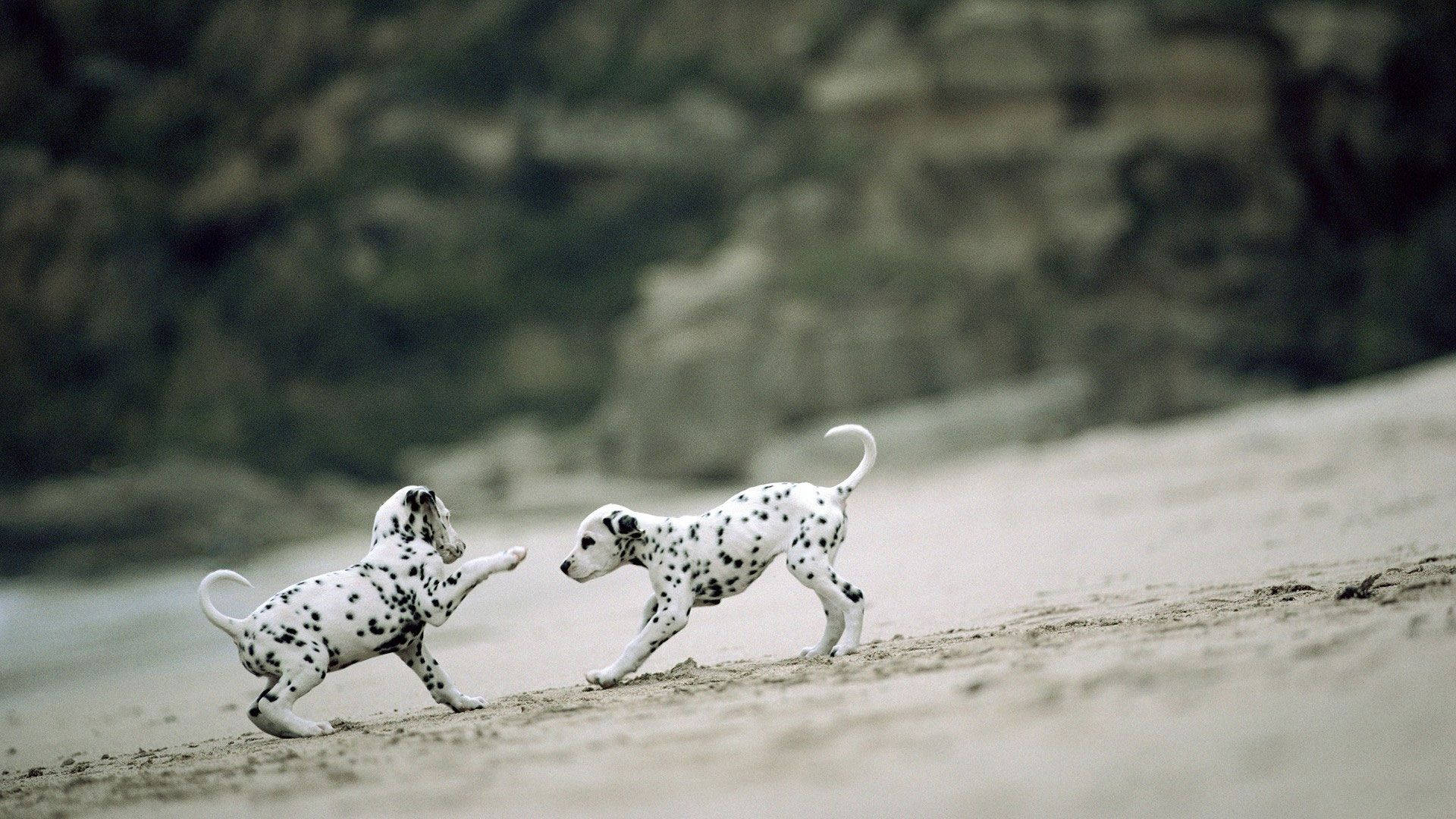 Dalmatian Puppies Playing