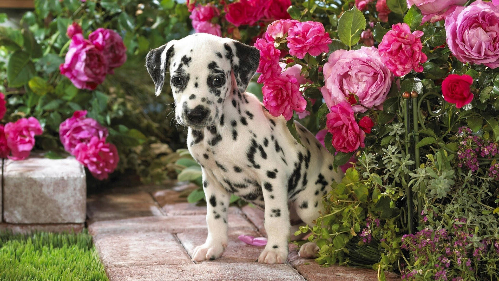 Dalmatian Puppy Among Pink Roses