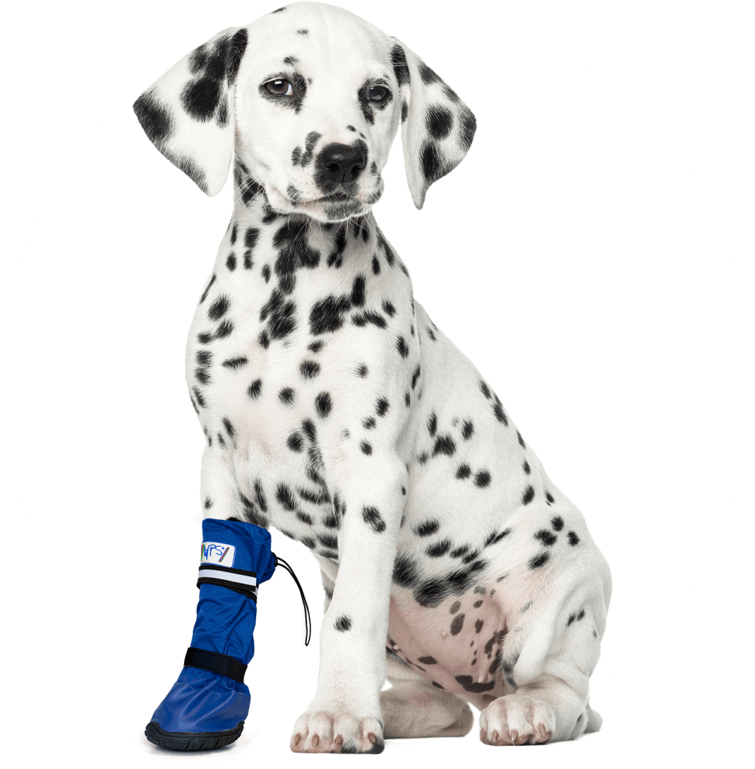 Dalmatian Puppy With Blue Boot PNG