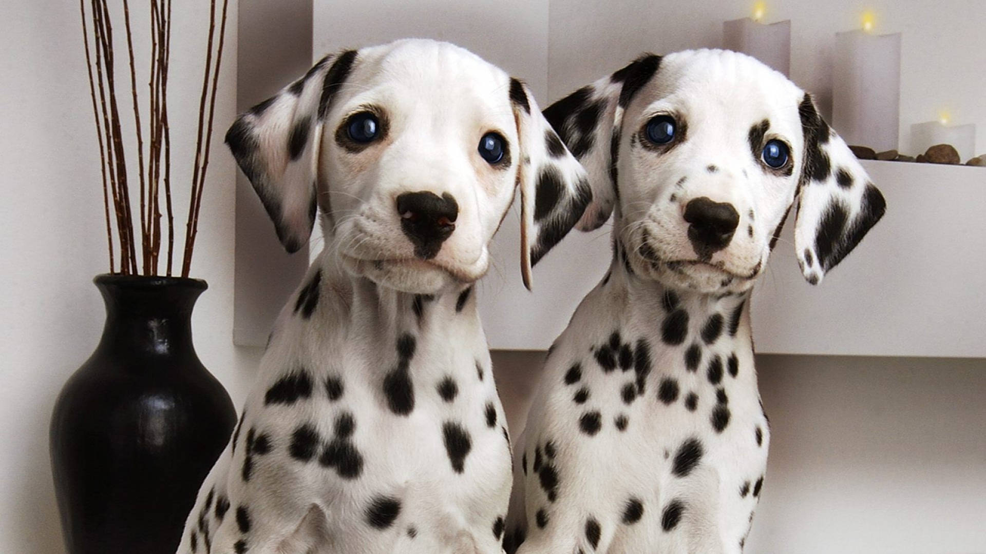 Dalmatian Twin Dogs