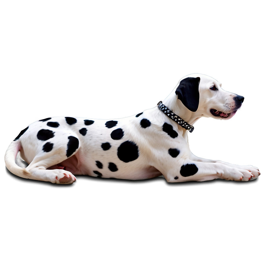 Download Dalmatian With Collar Png Qbr61 | Wallpapers.com