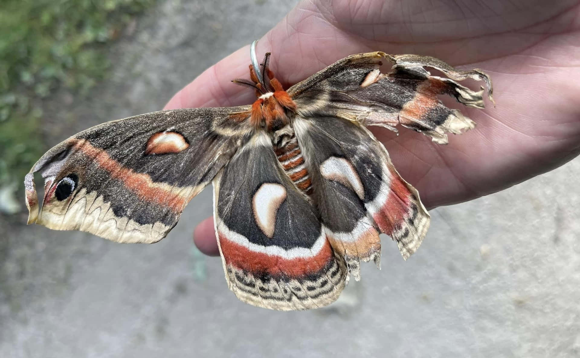 Damaged Cecropia Mothin Hand Wallpaper