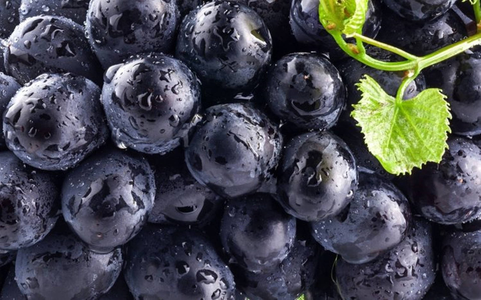 Damp Dark Blueberries Wallpaper