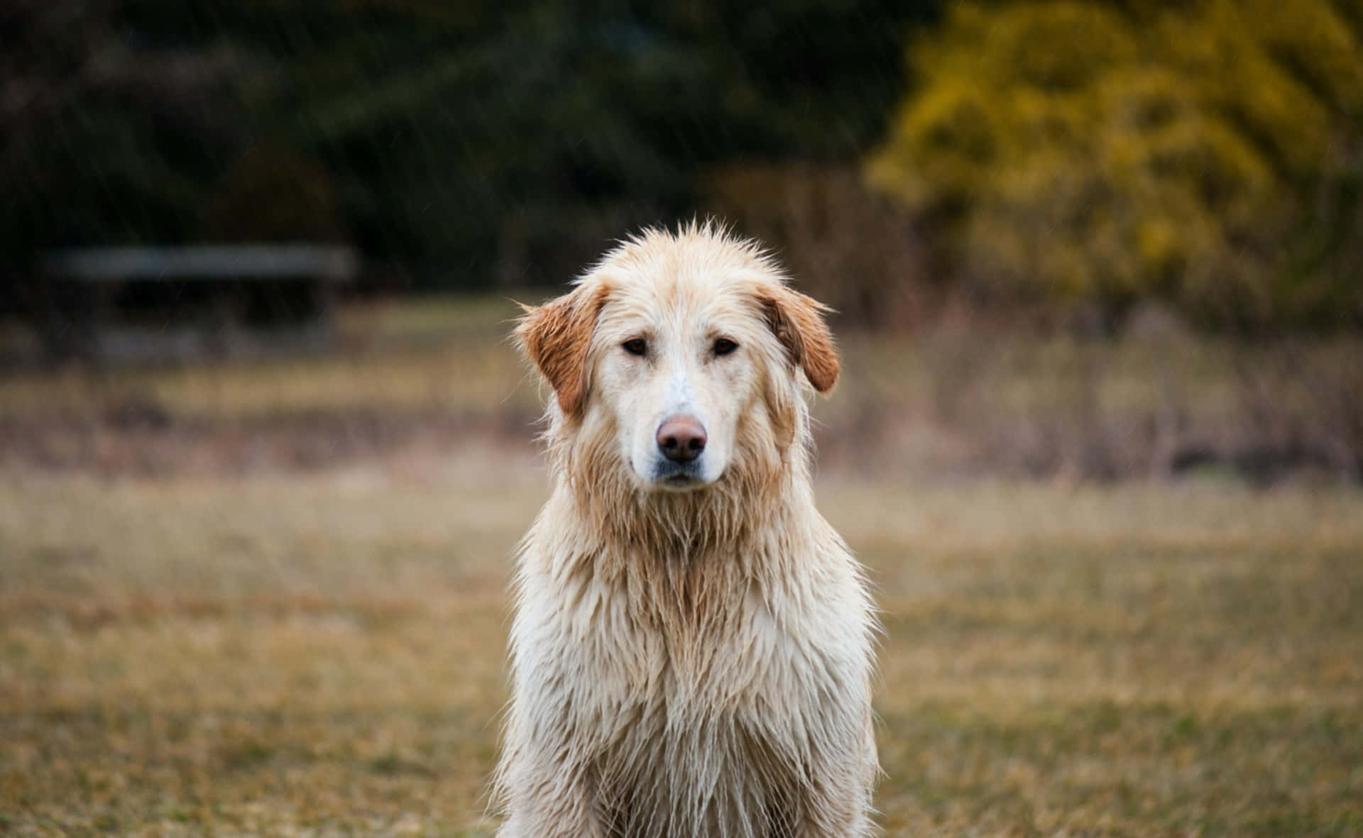 Natte Golden Retriever Buiten.jpg Achtergrond