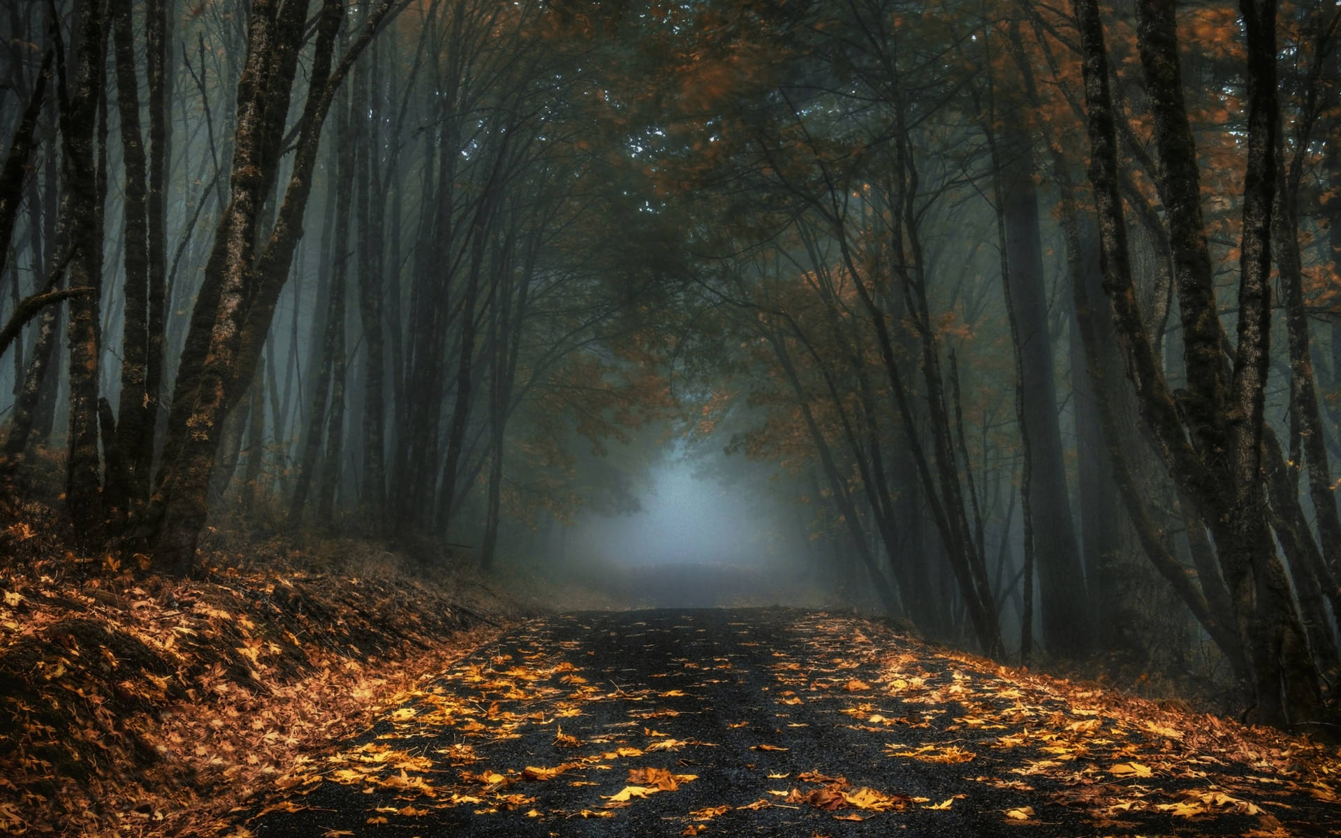Damp Road In Foggy Forest Wallpaper
