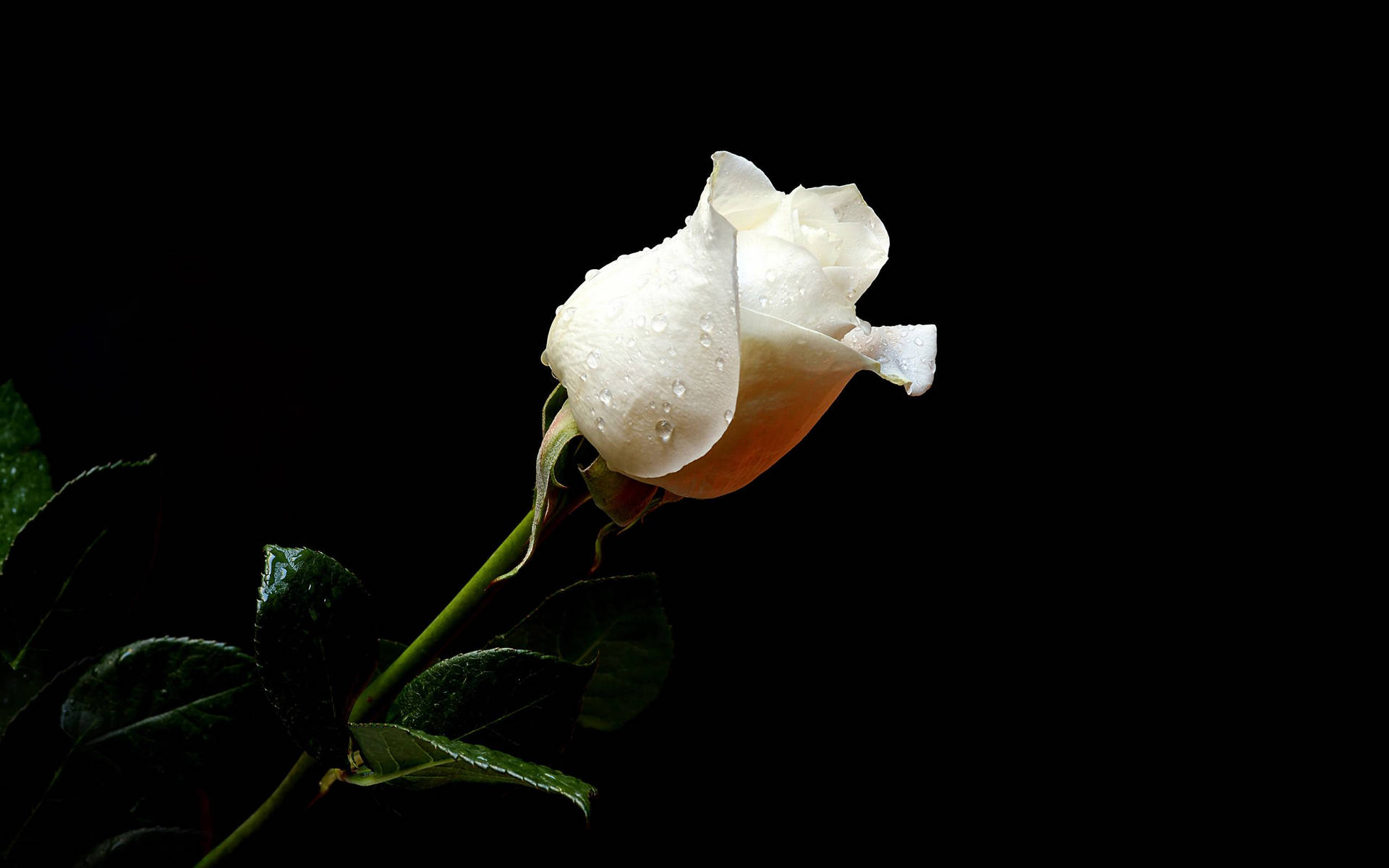 Damped White Rose And Black Background Wallpaper