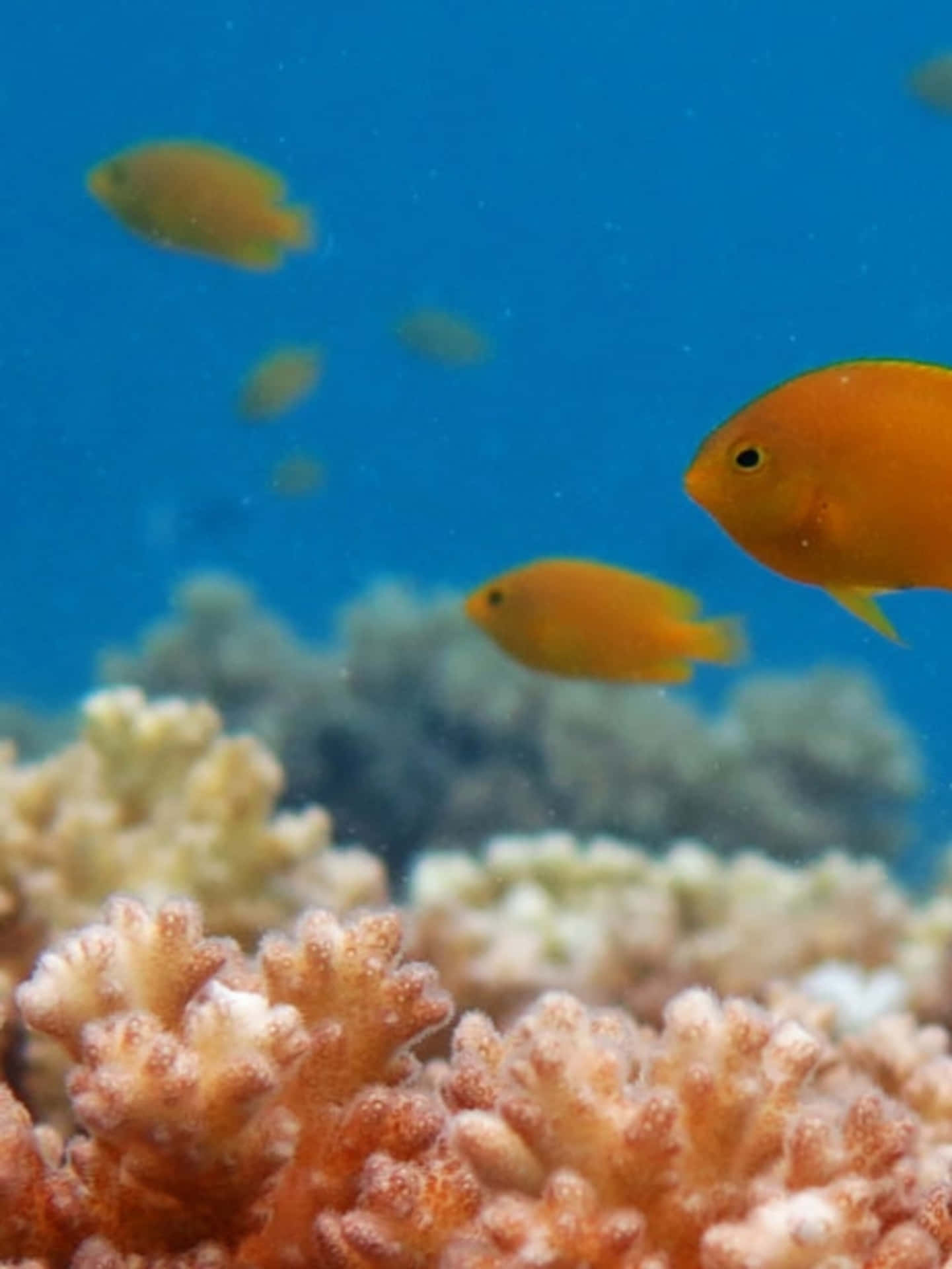 Damselfish Swimming Above Coral Reef Wallpaper