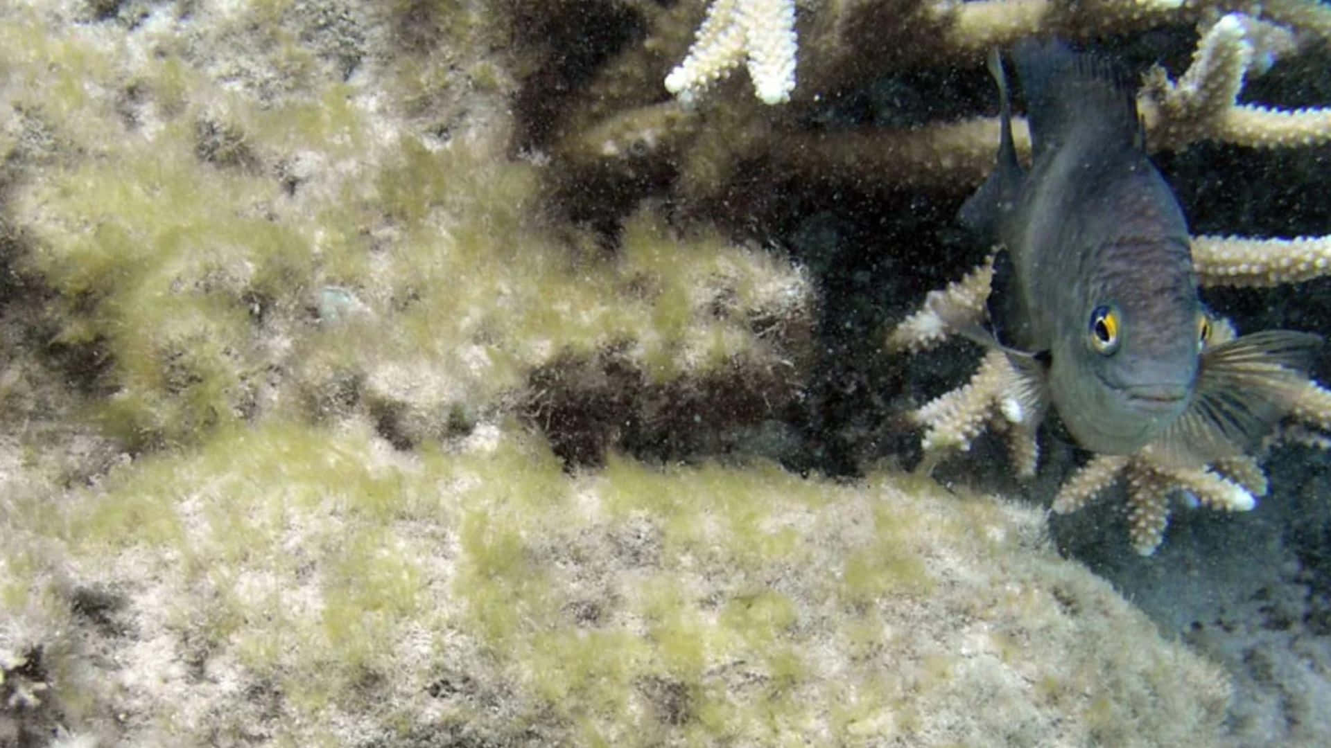 Damselfishin Coral Reef Habitat Wallpaper