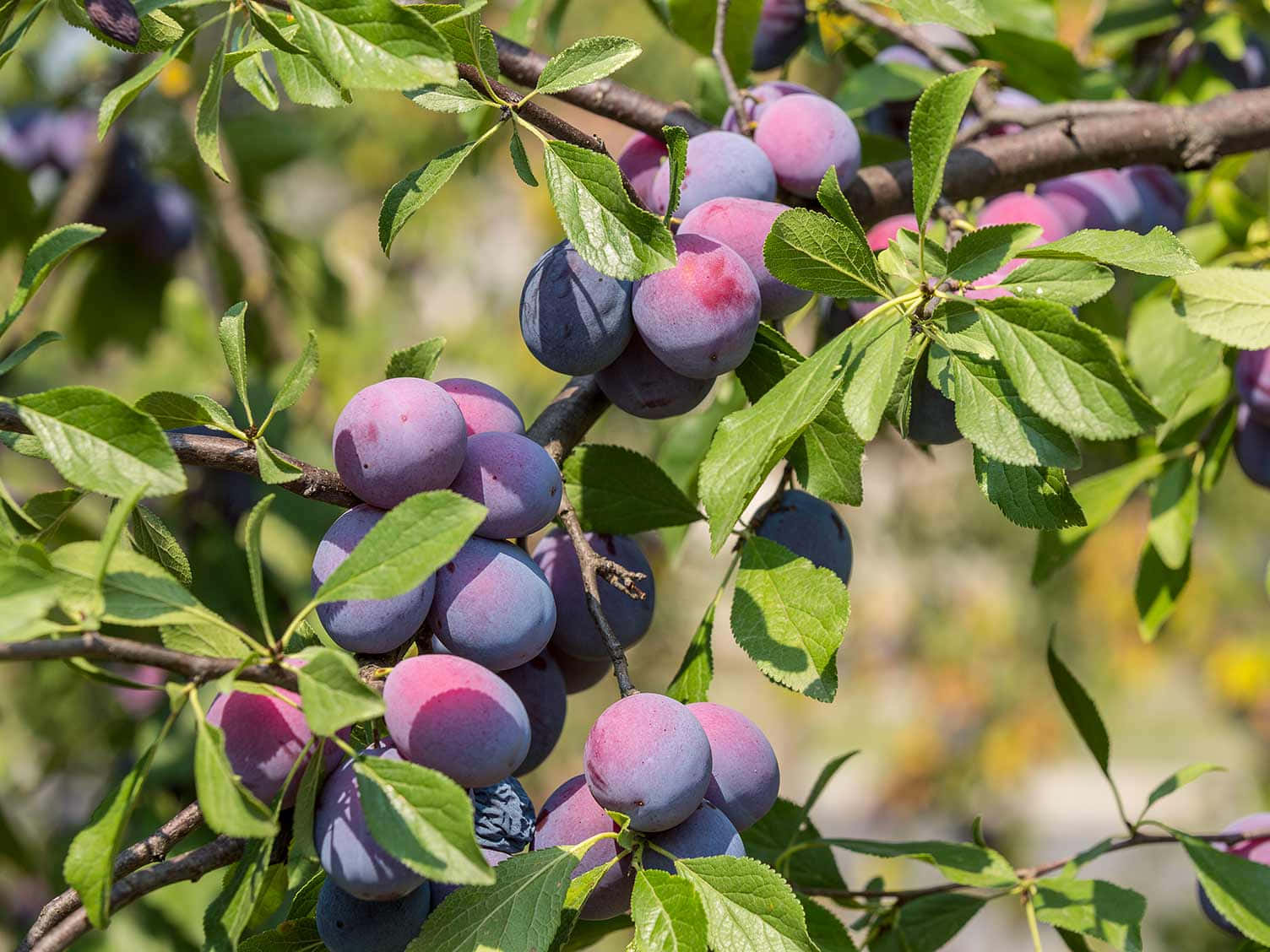 Vibrant Damson Plums Hanging on a Branch Wallpaper