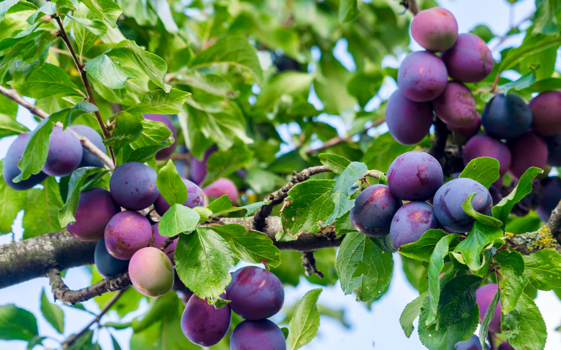 Damson Plums With Various Colors Wallpaper