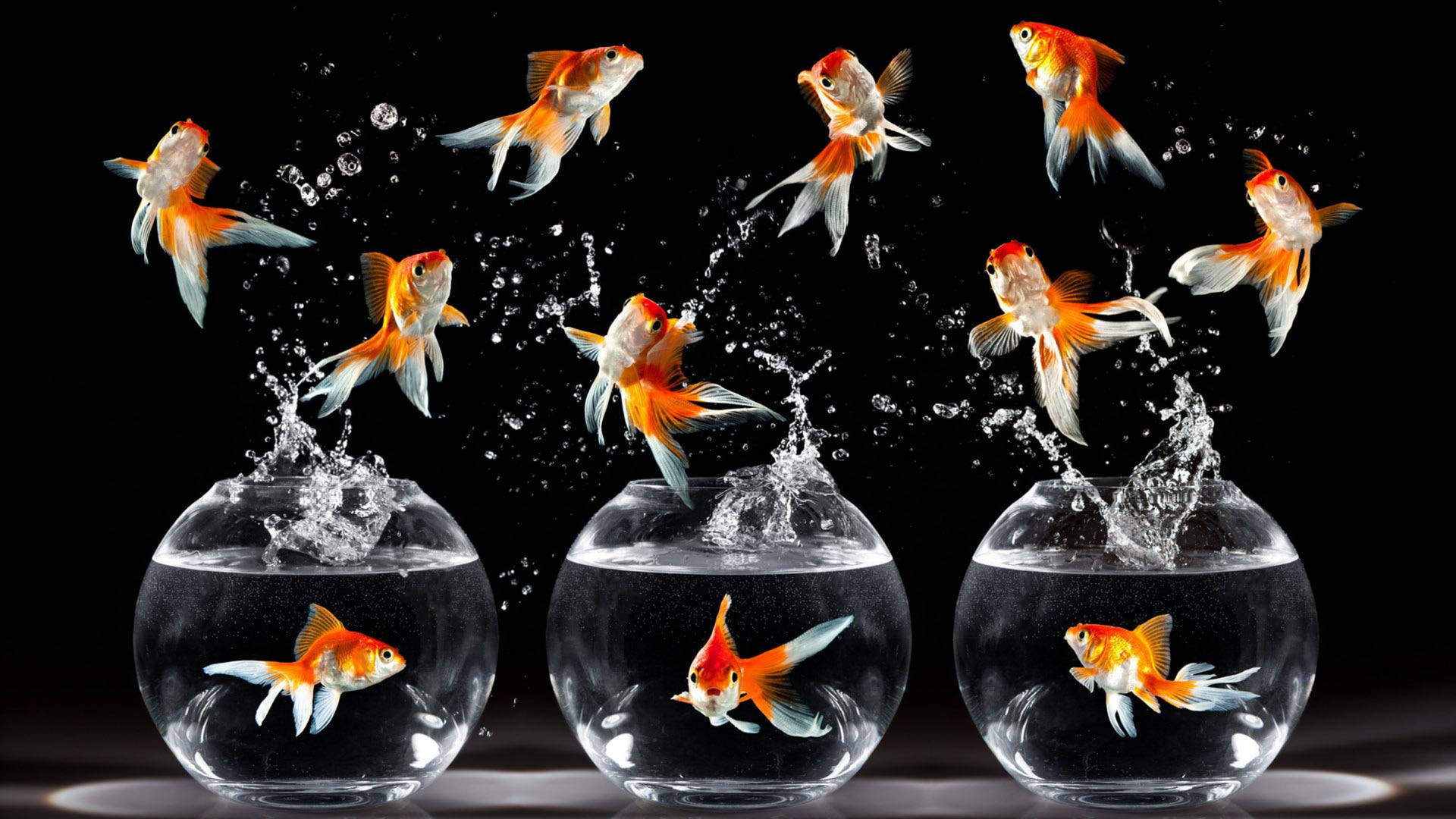 Share 78+ goldfish wallpaper latest