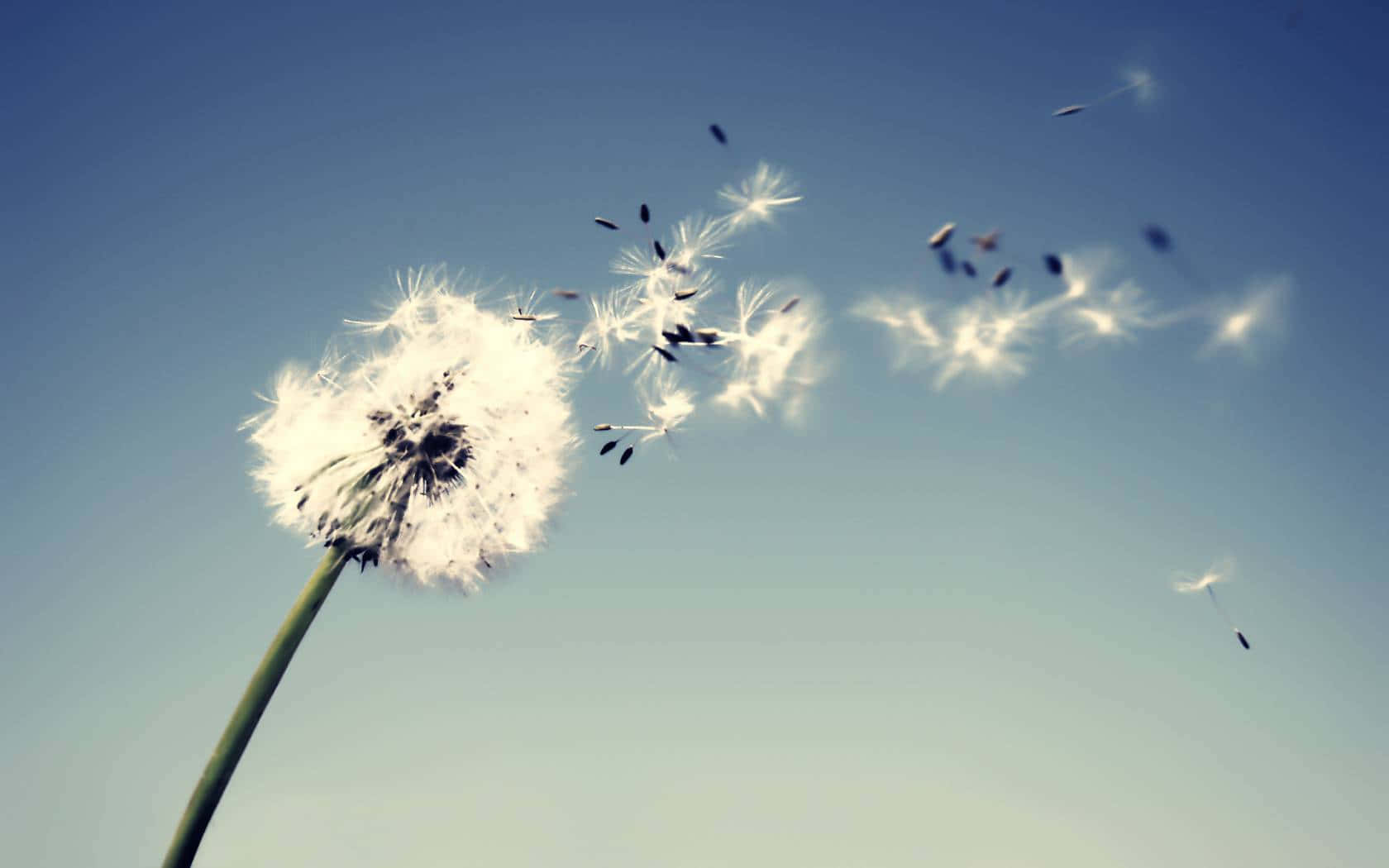 A Beautiful Dandelion Gently Blowing in the Wind