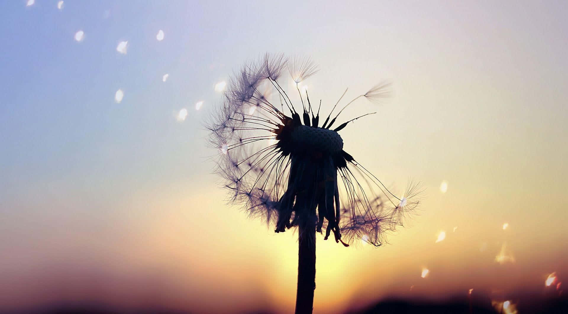 A Dandelion With A Sunset Background