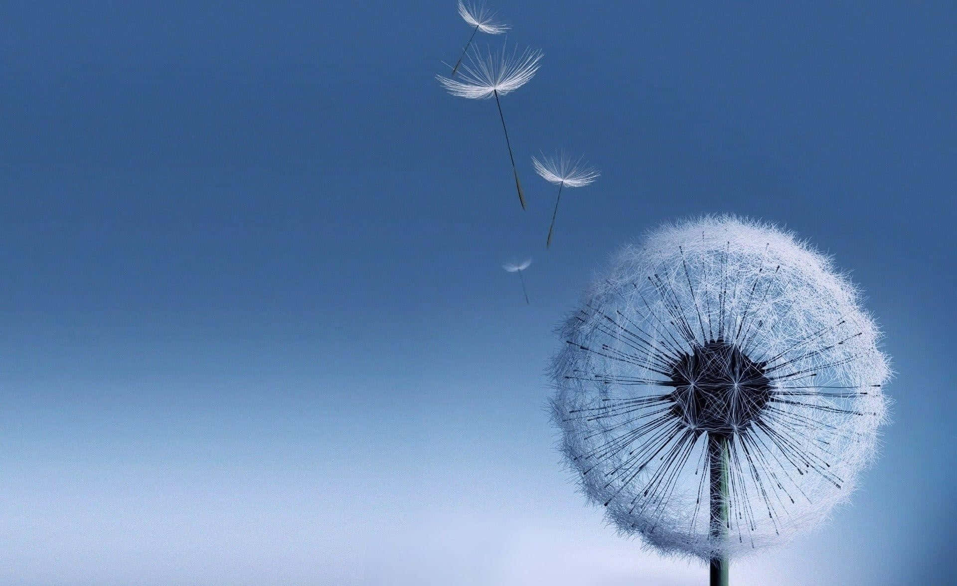 A close up of the beauty of a dandelion