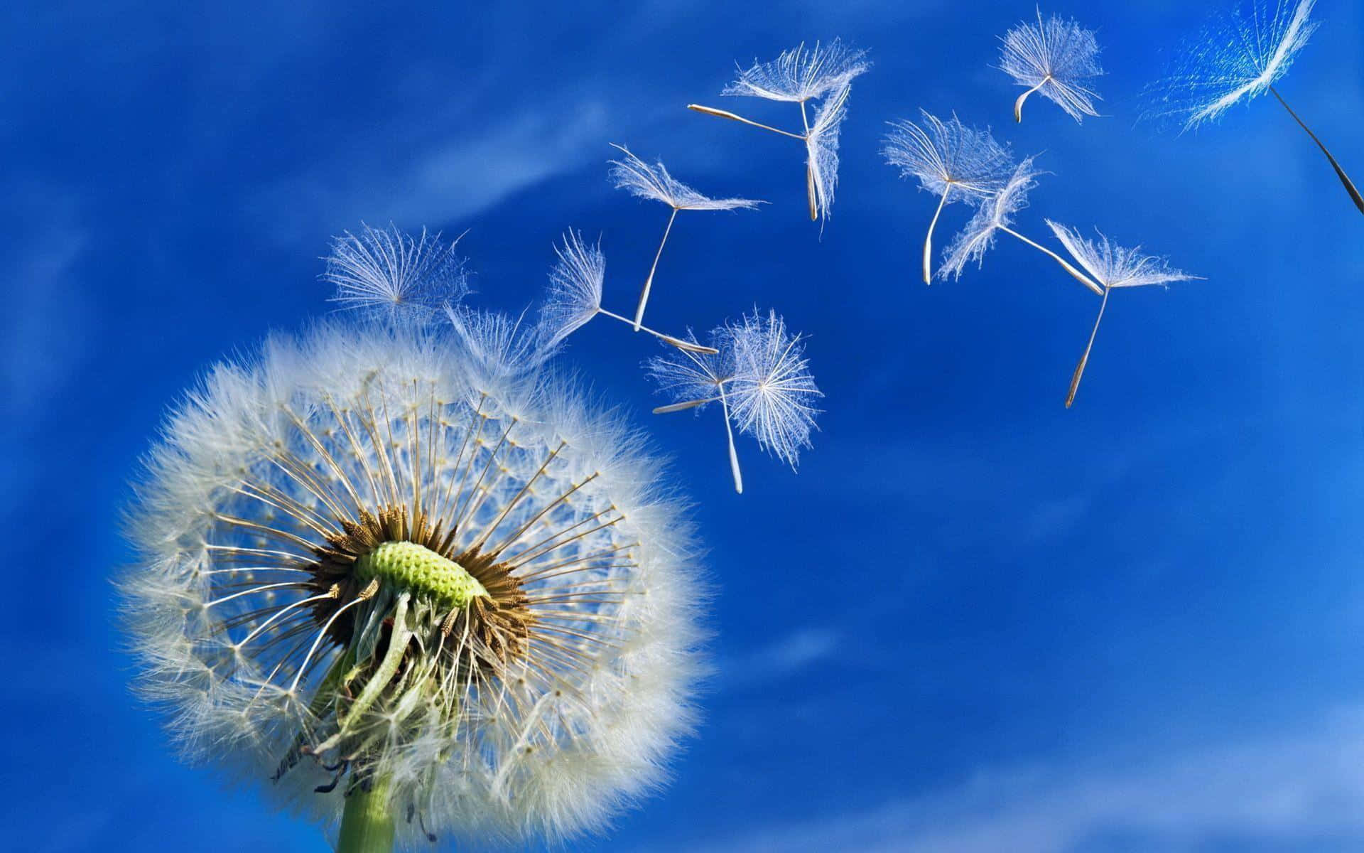 "Watching the Dandelion’s Seeds Fly Away"