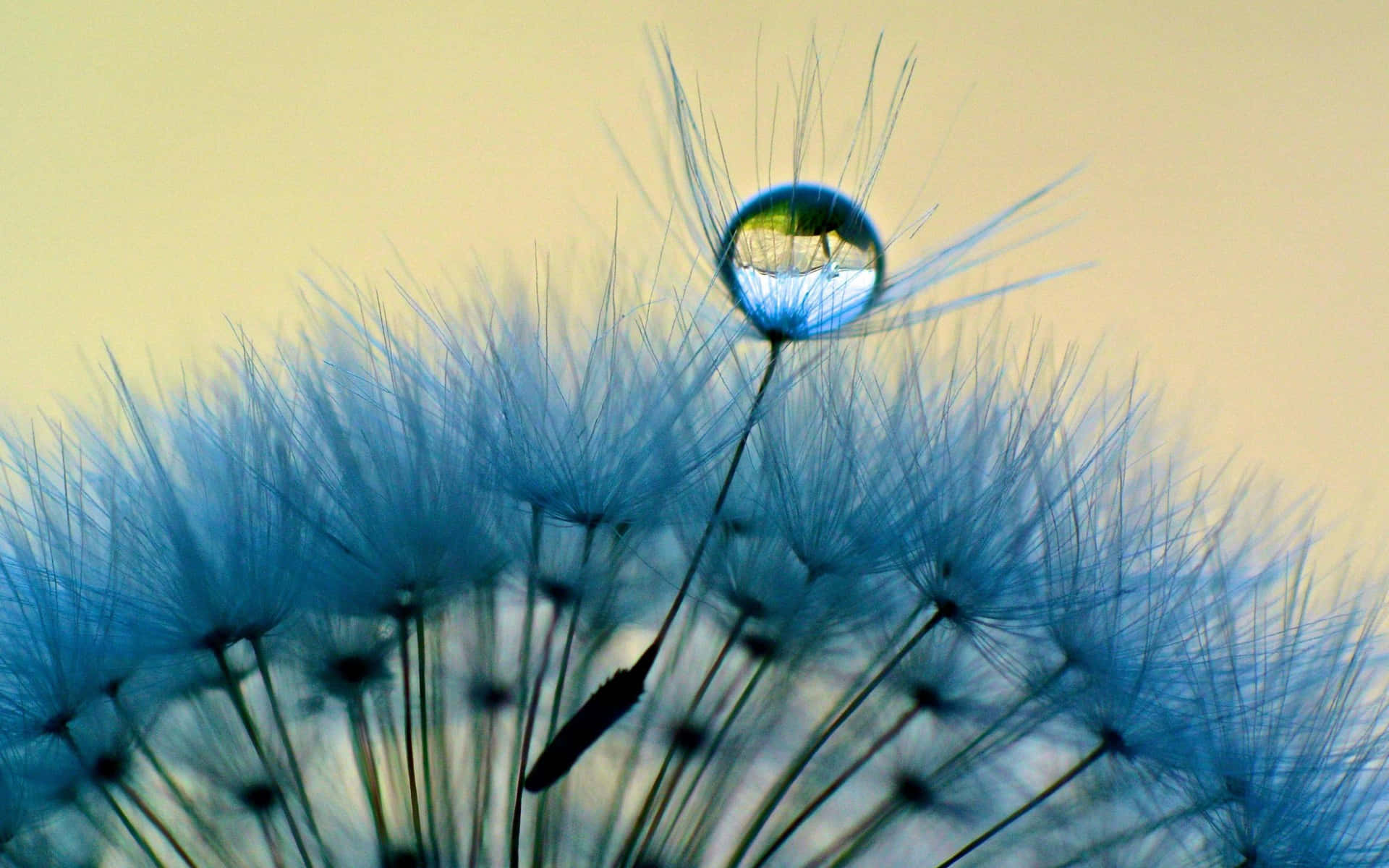 A dandelion seed head up close