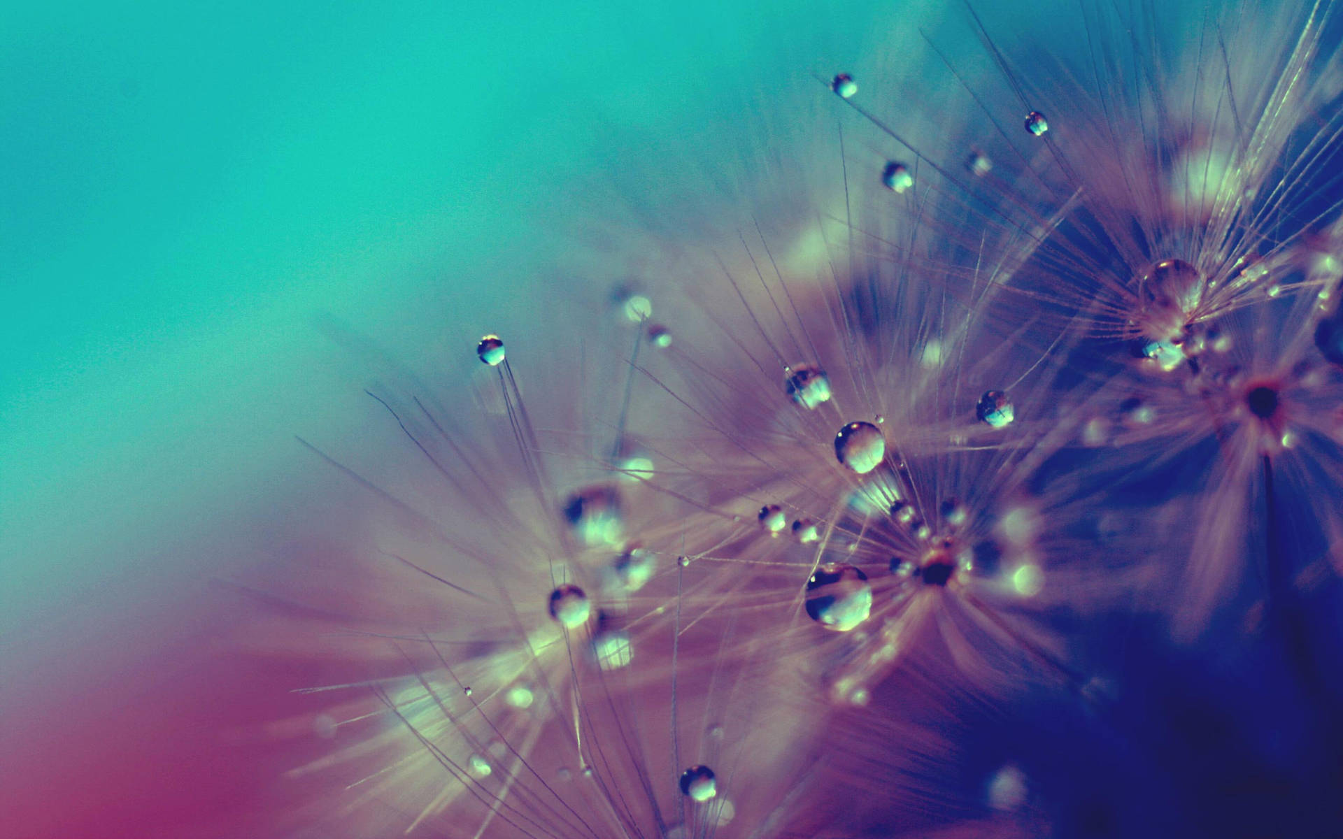 Dandelion Covered In Water Droplets Wallpaper