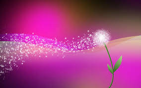 Dandelion Flower Adobe Photoshop Wallpaper